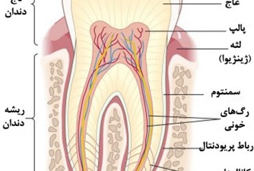 رباط پریودنتال چیست ؟ | شناخت رباط پریودنتال دندان